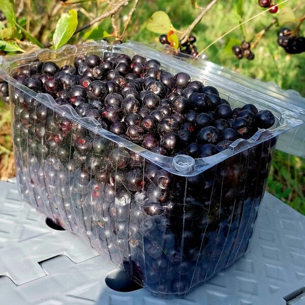 Sveža Aronija 1KG